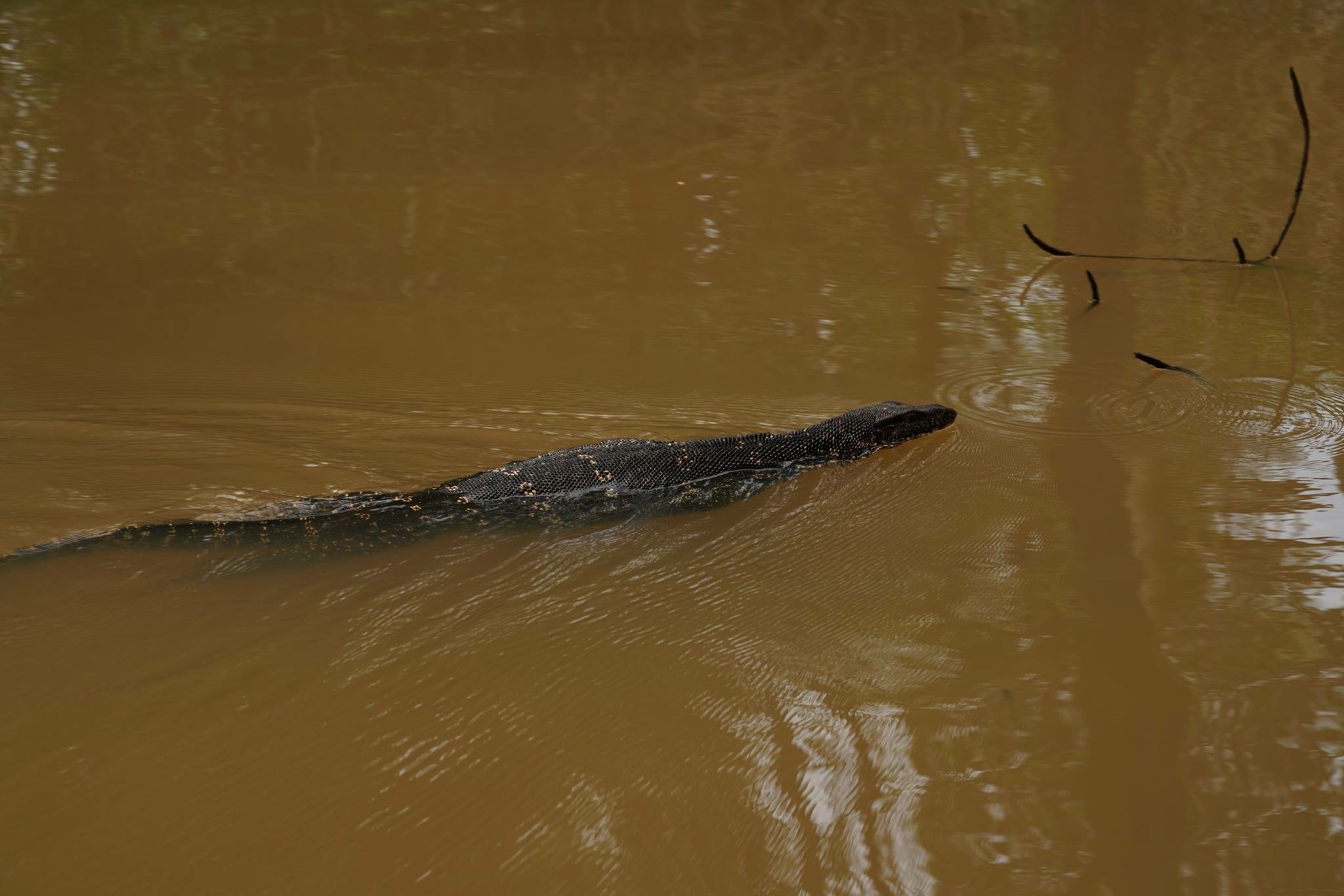 River Safari