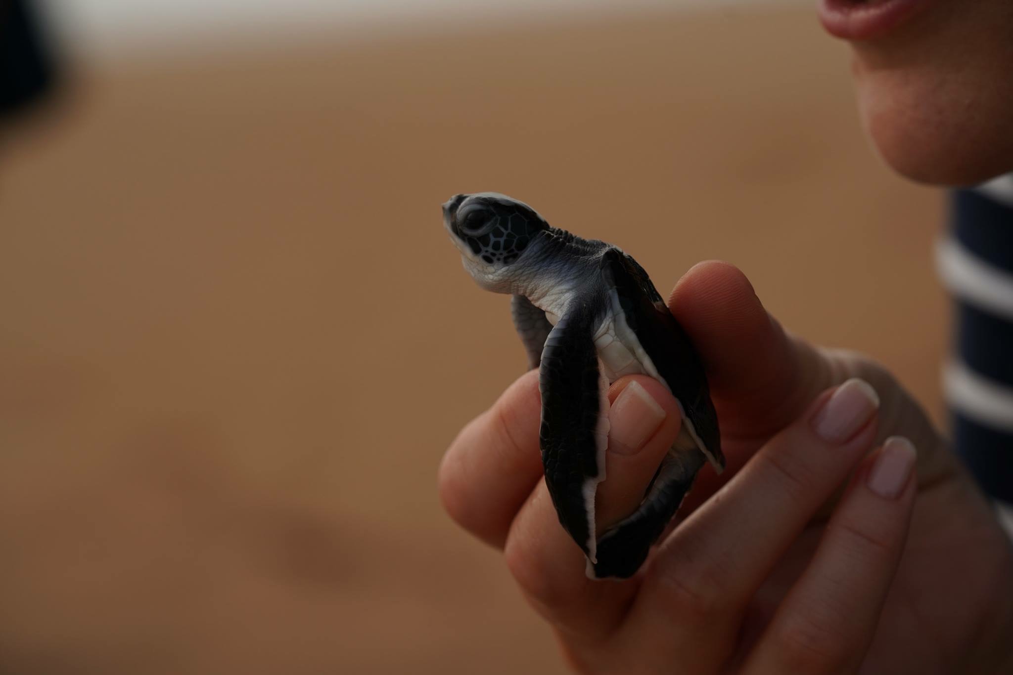 Turtle release