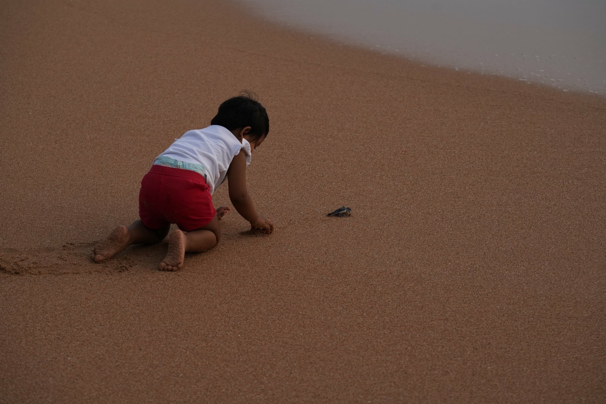 Turtle release