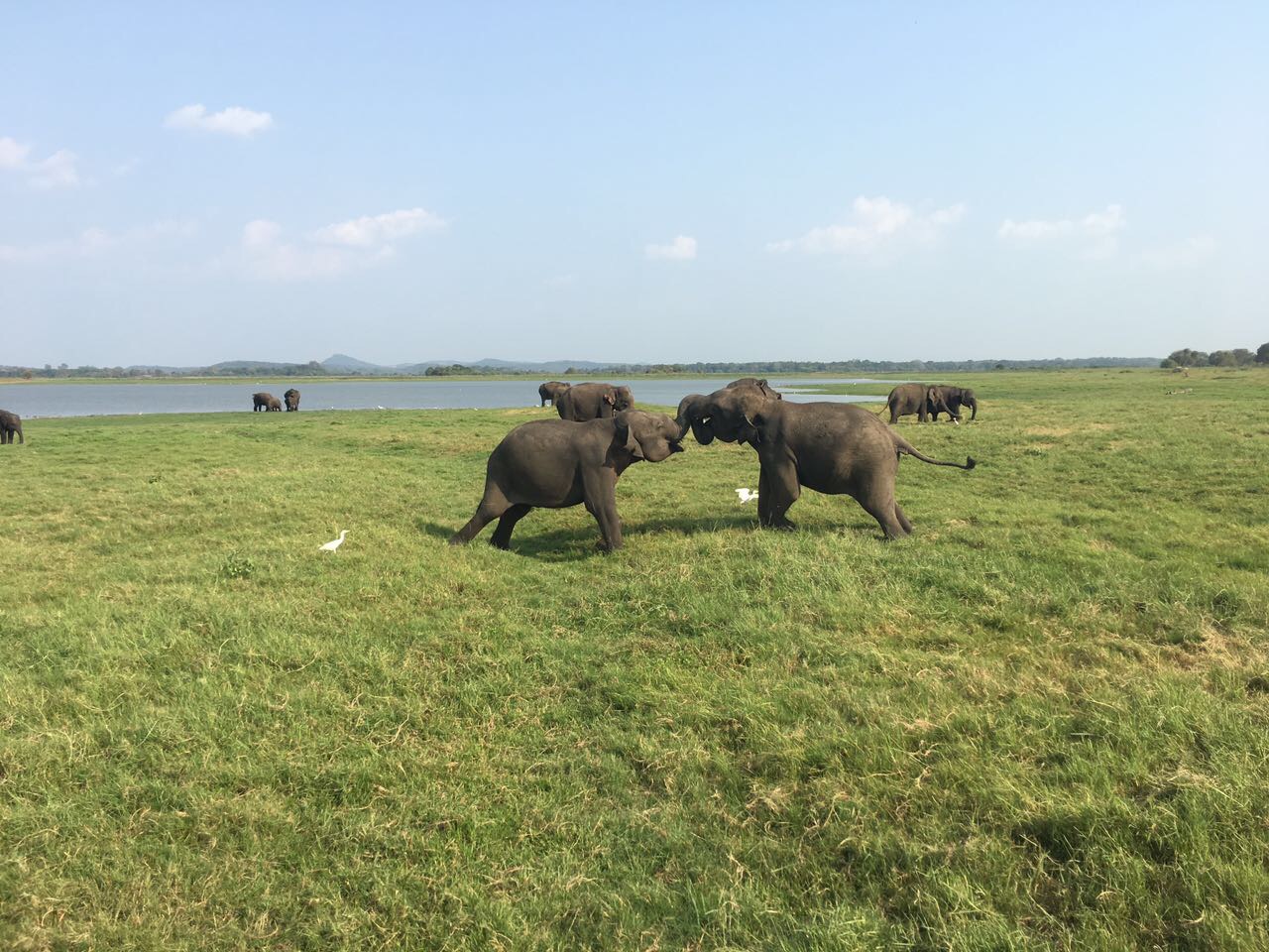 Jeep Safari elephant