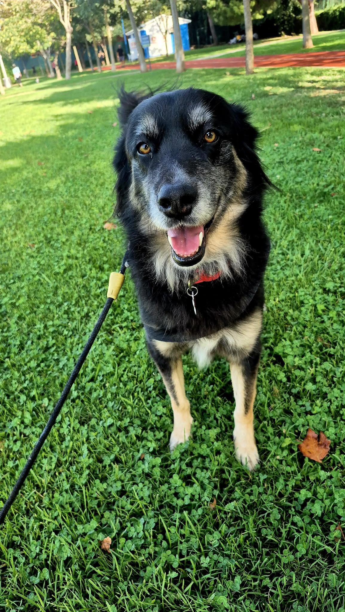 Olli — on the grass, ready for the journey
